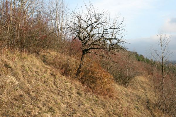 Podlažice, 29.11.2009
Nová divočina. třešeň ve zpustlém třešňovém sadu na terasovitě upraveném svahu východně od PP Chrašická stráň. 
Klíčová slova: Podlažice Chrast Chrašická stráň Anthaxia candens