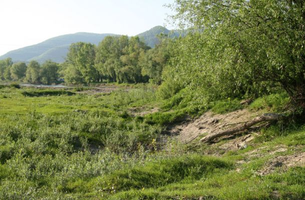 Chust - řeka Tisa, 28.4.2009
Bahnité a písčité náplavy na okraji ostrůvku. Biotop kovaříka Cidnopus platiai.
Schlüsselwörter: Chust Tisa Cidnopus platiai Synaptus filiformis