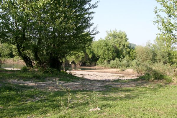 Chust - řeka Tisa, 28.4.2009
Písčité a bahnité náplavy na okraji ostrůvku. Biotop kovaříka Cidnopus platiai.
Schlüsselwörter: Chust Tisa Cidnopus platiai Synaptus filiformis