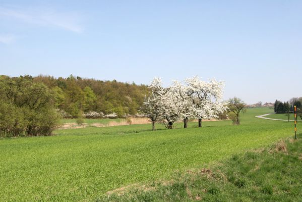 Chvojenec, 14.4.2009
Skupina třešní, osídlená krasci Anthaxia candens. V pozadí obec Vysoké Chvojno.
Mots-clés: Chvojenec Vysoké Chvojno Anthaxia candens