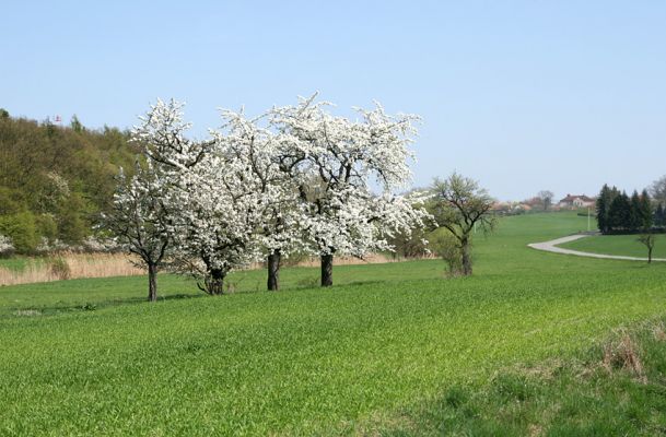 Chvojenec, 14.4.2009
Skupina třešní, osídlená krasci Anthaxia candens. V pozadí obec Vysoké Chvojno.
Klíčová slova: Chvojenec Vysoké Chvojno Anthaxia candens