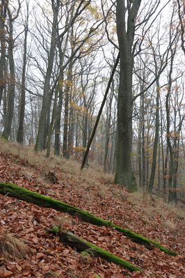 Železnice, Cidlina, 15.11.2022
Vrch Hůra.
Klíčová slova: Železnice Cidlina Cidlinský hřeben vrch Hůra