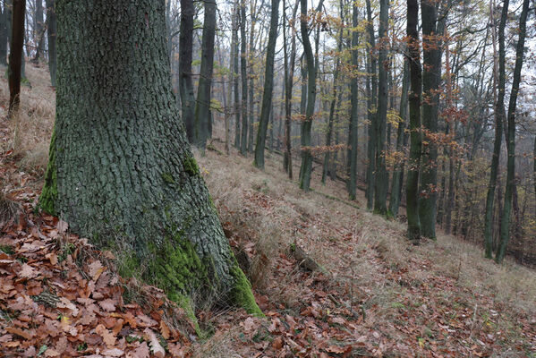 Železnice, Cidlina, 15.11.2022
Vrch Hůra.
Keywords: Železnice Cidlina Cidlinský hřeben vrch Hůra