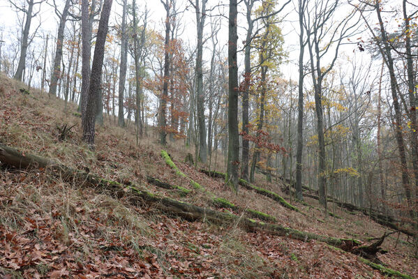 Železnice, Cidlina, 15.11.2022
Vrch Hůra.
Keywords: Železnice Cidlina Cidlinský hřeben vrch Hůra