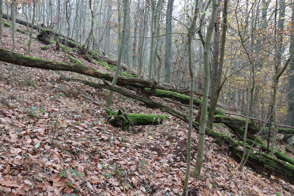 Železnice, Cidlina, 15.11.2022
Vrch Hůra.
Keywords: Železnice Cidlina Cidlinský hřeben vrch Hůra