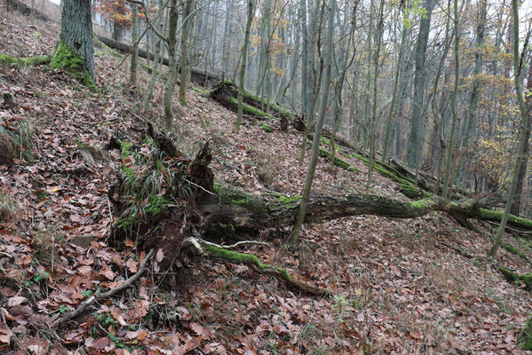 Železnice, Cidlina, 15.11.2022
Vrch Hůra.
Keywords: Železnice Cidlina Cidlinský hřeben vrch Hůra