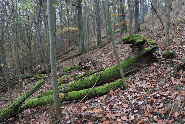 Železnice, Cidlina, 15.11.2022
Vrch Hůra.
Keywords: Železnice Cidlina Cidlinský hřeben vrch Hůra