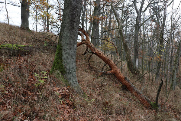 Železnice, Cidlina, 15.11.2022
Vrch Hůra.
Keywords: Železnice Cidlina Cidlinský hřeben vrch Hůra