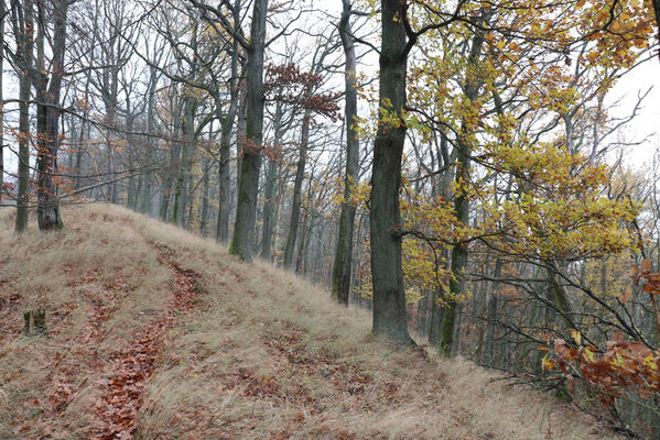 Železnice, Cidlina, 15.11.2022
Vrch Hůra.
Keywords: Železnice Cidlina Cidlinský hřeben vrch Hůra