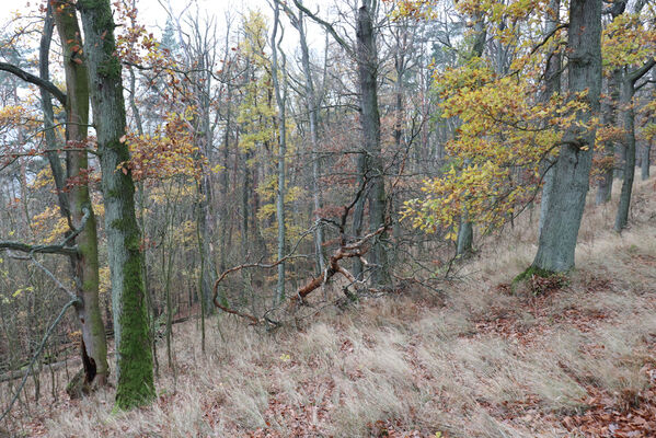 Železnice, Cidlina, 15.11.2022
Vrch Hůra.
Keywords: Železnice Cidlina Cidlinský hřeben vrch Hůra