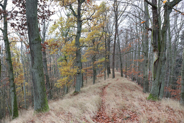 Železnice, Cidlina, 15.11.2022
Vrch Hůra.
Klíčová slova: Železnice Cidlina Cidlinský hřeben vrch Hůra