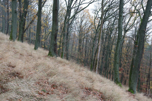 Železnice, Cidlina, 15.11.2022
Vrch Hůra.
Keywords: Železnice Cidlina Cidlinský hřeben vrch Hůra