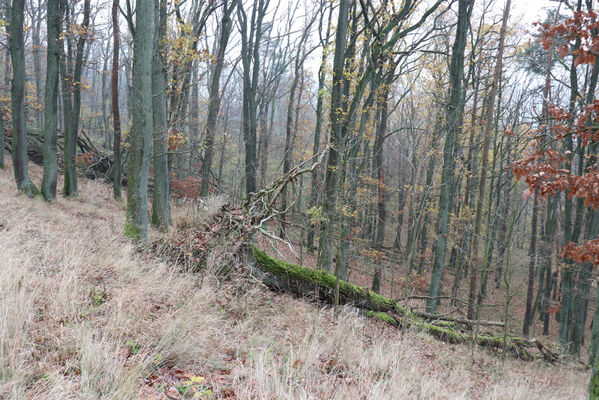 Železnice, Cidlina, 15.11.2022
Vrch Hůra.
Keywords: Železnice Cidlina Cidlinský hřeben vrch Hůra