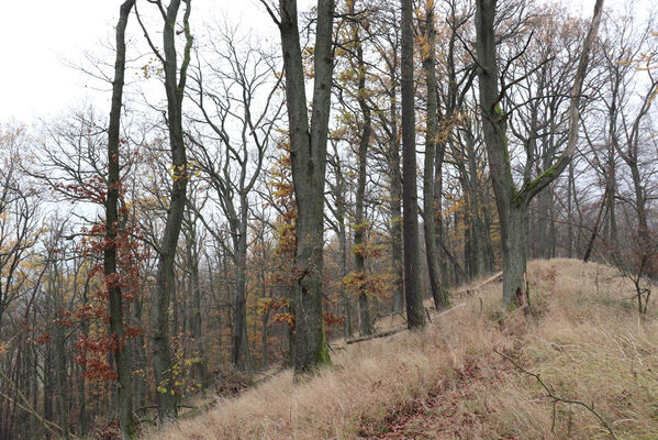 Železnice, Cidlina, 15.11.2022
Vrch Hůra.
Keywords: Železnice Cidlina Cidlinský hřeben vrch Hůra