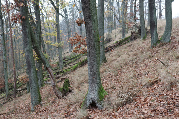 Železnice, Cidlina, 15.11.2022
Vrch Hůra.
Schlüsselwörter: Železnice Cidlina vrch Cidlinský hřeben Hůra