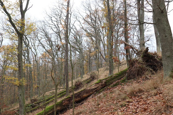 Železnice, Cidlina, 15.11.2022
Vrch Hůra.
Keywords: Železnice Cidlina vrch Cidlinský hřeben Hůra