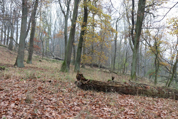 Železnice, Cidlina, 15.11.2022
Vrch Hůra.
Keywords: Železnice Cidlina Cidlinský hřeben vrch Hůra