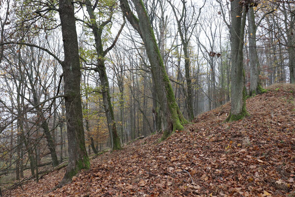 Železnice, Cidlina, 15.11.2022
Vrch Hůra.
Keywords: Železnice Cidlina vrch Cidlinský hřeben Hůra