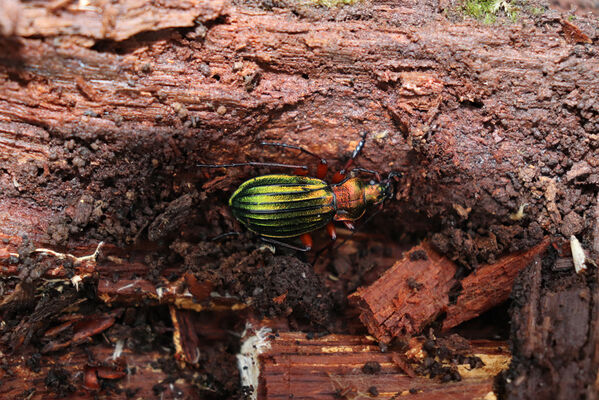 Železnice, Cidlina, 15.11.2022
Vrch Hůra. Střevník Carabus auronitens.
Schlüsselwörter: Železnice Cidlina Cidlinský hřeben vrch Hůra Carabus auronitens