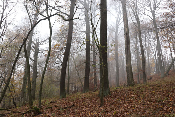 Železnice, Cidlina, 15.11.2022
Vrch Hůra.
Schlüsselwörter: Železnice Cidlina Cidlinský hřeben vrch Hůra