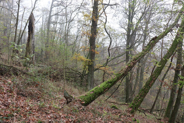 Železnice, Cidlina, 15.11.2022
Vrch Hůra.
Klíčová slova: Železnice Cidlina Cidlinský hřeben vrch Hůra