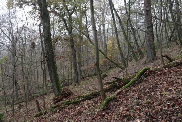 Železnice, Cidlina, 15.11.2022
Vrch Hůra.
Schlüsselwörter: Železnice Cidlina Cidlinský hřeben vrch Hůra