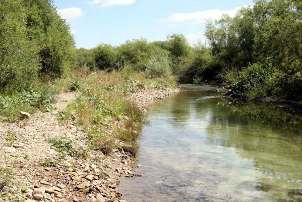 Čimhová, 2.8.2013
Štěrkové náplavy v meandrech řeky Oravice východně od obce.

Klíčová slova: Čimhová Oravica Zorochros dermestoides meridionalis