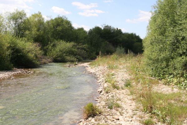 Čimhová, 2.8.2013
Štěrkové náplavy v meandrech řeky Oravice východně od obce.

Schlüsselwörter: Čimhová Oravica Zorochros dermestoides meridionalis