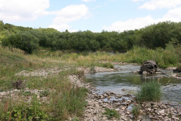 Čimhová, 2.8.2013
Štěrkové náplavy v meandrech řeky Oravice východně od obce.


Klíčová slova: Čimhová Oravica Zorochros dermestoides