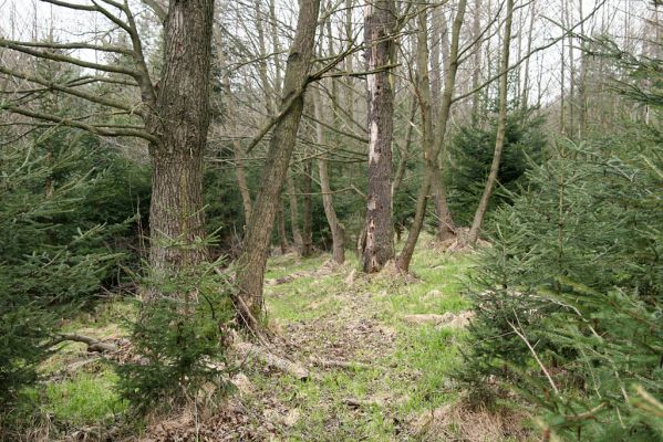 Císařská studánka, 10.4.2008
Pozůstatek odvodněné olšiny. Vše nesmyslně zalesněno smrkem. 
Klíčová slova: Hradec Králové Císařská studánka olšina