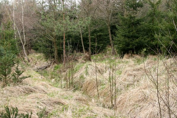 Císařská studánka, 10.4.2008
Zmeliorovaná pramenná oblast rezervace - devastační dílo schválené plánem péče od AOPK Pardubice... 
Schlüsselwörter: Hradec Králové Císařská studánka lesní meliorace