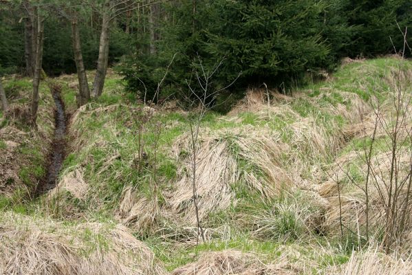 Císařská studánka, 10.4.2008
Zmeliorovaná pramenná oblast rezervace - devastační dílo schválené plánem péče od AOPK Pardubice... 
Schlüsselwörter: Hradec Králové Císařská studánka lesní meliorace