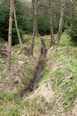 Císařská studánka, 10.4.2008
Olšina v odvodněném prameništi.
Schlüsselwörter: Hradec Králové Císařská studánka olšina