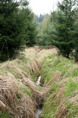 Císařská studánka, 10.4.2008
Odvodněné prameniště osázené smrky. Výsledek duševního souznění lesníků z Městských lesů a lesníků z AOPK Pardubice.
Klíčová slova: Hradec Králové Císařská studánka lesní meliorace