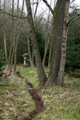 Císařská studánka, 10.4.2008
Olšina na odvodněném prameništi. V pozadí se ve smrkovém houští krčí Císařská studánka.
Klíčová slova: Hradec Králové Císařská studánka olšina