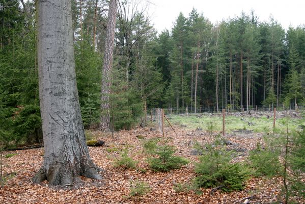 Císařská studánka, 10.4.2008
S ochranným pásmem rezervace a zřejmě ani s rezervací samotnou se již do budoucna nepočítá...
Klíčová slova: Hradec Králové Císařská studánka