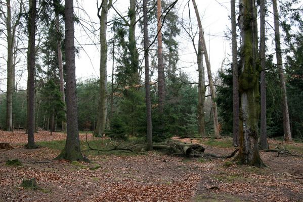 Císařská studánka, 10.4.2008
Pohled na torzo rezervace.
Mots-clés: Hradec Králové Císařská studánka