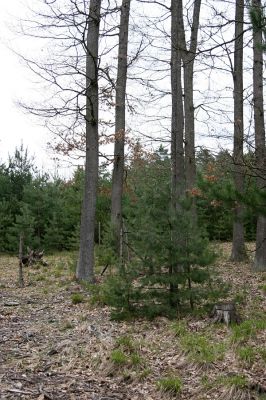 Císařská studánka, 10.4.2008
Duby melioracemi připravené o vodu, kmeny obnažené slunečnímu žáru - typická lokalita pro krasce Coraebus undatus. 
Klíčová slova: Hradec Králové Císařská studánka