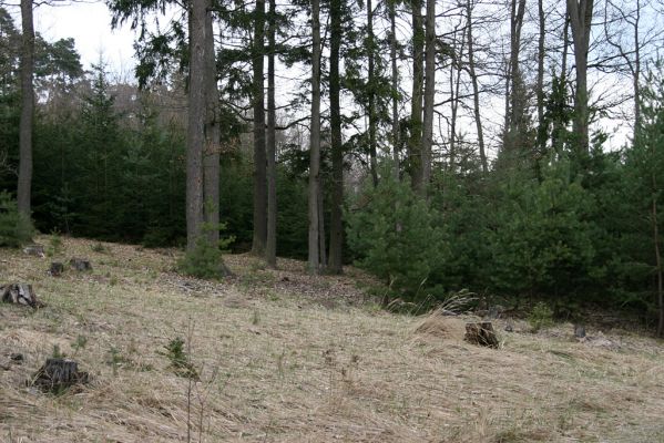 Císařská studánka, 10.4.2008
Jižní svah. Dubový les mizí před očima...
Klíčová slova: Hradec Králové Císařská studánka