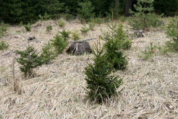 Císařská studánka, 10.4.2008
Lesní porosty ČR se dělí na lesy a na lesní plantáže. Pozemky s lesy by mělo spravovat Ministerstvo životního prostředí, lesní plantáže Ministerstvo zemědělství.
Klíčová slova: Hradec Králové Císařská studánka