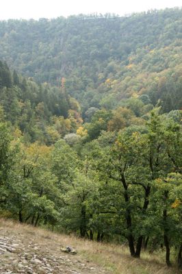 Čučice, 29.9.2008
Lesostepní formace v údolí Oslavy. 
Keywords: Čučice údolí Oslavy Cardiophorus erichsoni