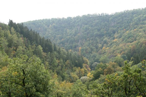 Čučice, 29.9.2008
Údolí Oslavy. 
Schlüsselwörter: Čučice údolí Oslavy