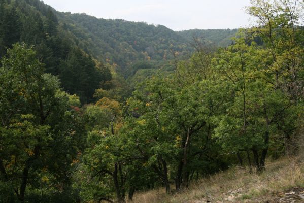 Čučice, 29.9.2008
Lesostepní formace v údolí Oslavy. 
Schlüsselwörter: Čučice údolí Oslavy