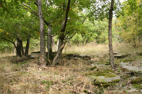 Čučice, 29.9.2008
Lesostepní formace v údolí Oslavy. 
Klíčová slova: Čučice údolí Oslavy Ischnodes sanguinicollis