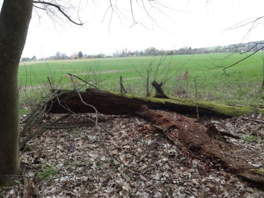 Ptýrov, Maníkovice, 10.4.2017
Klokočka - dubová alej u cesty podél obory.
Keywords: Ptýrov, Maníkovice Klokočka dubová alej