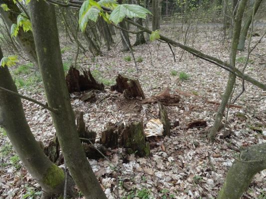 Ptýrov, Maníkovice, 10.4.2017
Klokočka - dubová alej u cesty podél obory.
Mots-clés: Ptýrov, Maníkovice Klokočka dubová alej