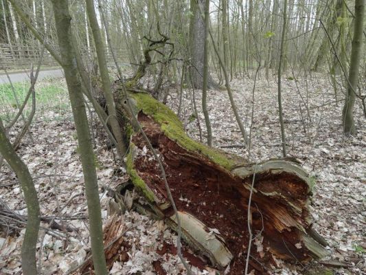 Ptýrov, Maníkovice, 10.4.2017
Klokočka - dubová alej u cesty podél obory.
Keywords: Ptýrov, Maníkovice Klokočka dubová alej Lacon querceus