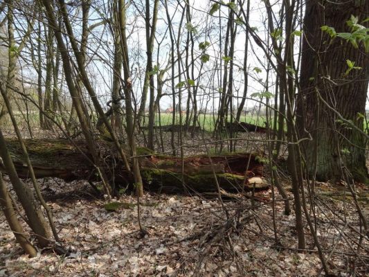 Ptýrov, Maníkovice, 10.4.2017
Klokočka - dubová alej u cesty podél obory.
Klíčová slova: Ptýrov, Maníkovice Klokočka dubová alej Lacon querceus