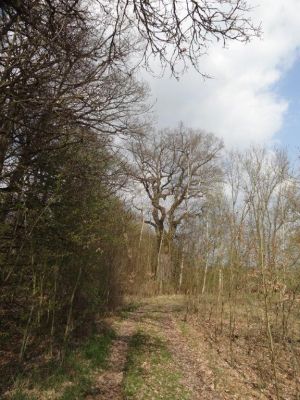 Ptýrov, Maníkovice, 10.4.2017
Klokočka - dubová alej u cesty podél obory.
Schlüsselwörter: Ptýrov, Maníkovice Klokočka dubová alej