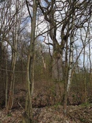 Ptýrov, Maníkovice, 10.4.2017
Klokočka - dubová alej u cesty podél obory.
Schlüsselwörter: Ptýrov, Maníkovice Klokočka dubová alej